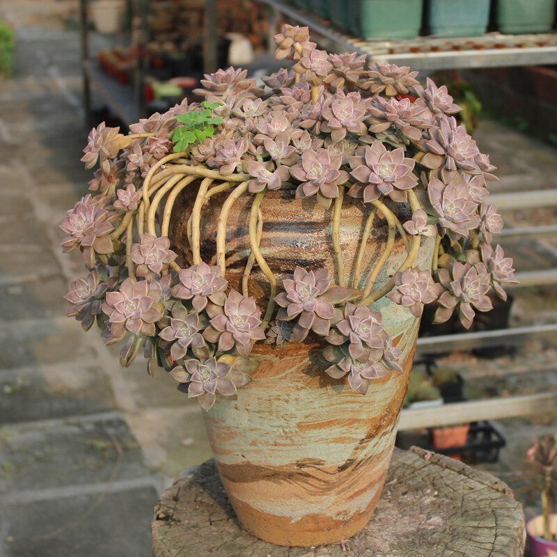 【官方旗舰】阿伦培老桩悬崖桩瀑布多肉植物群生多头整群巨大造型红 a