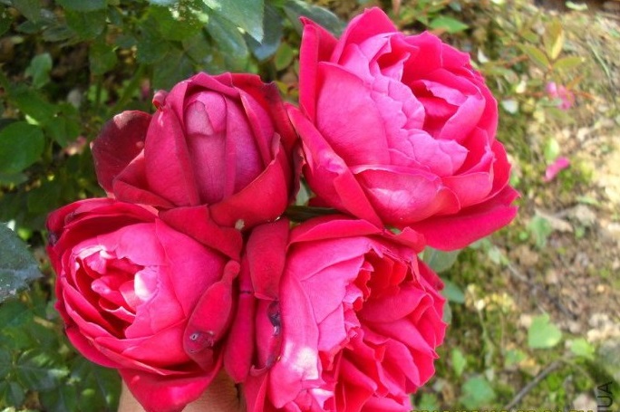 扦插苗 古老月季 紫荷 灌木/丰花 月季浓香抗病 耐热【图片 价格 品牌