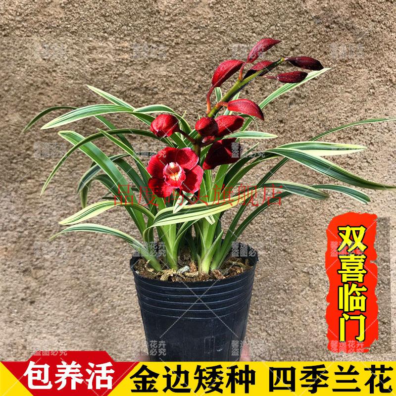 金边兰花红凤荷冠四季兰开花浓香矮种夏带花苞金边粉桃佳人四季兰浓香