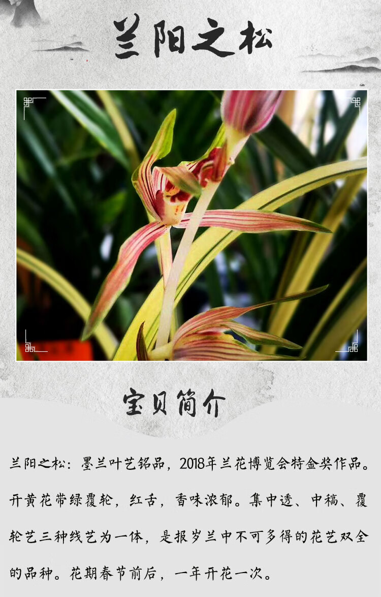 兰花苗墨兰铭品兰阳之松中透 金黄色带艺 残疾者新兴工业黑色幽 高端