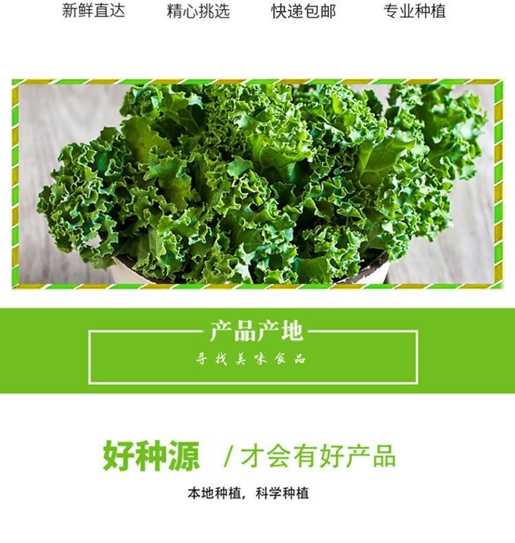 新鲜羽衣甘蓝沙拉菜西餐食用叶营养丰富健身榨汁蔬菜1000g 500g
