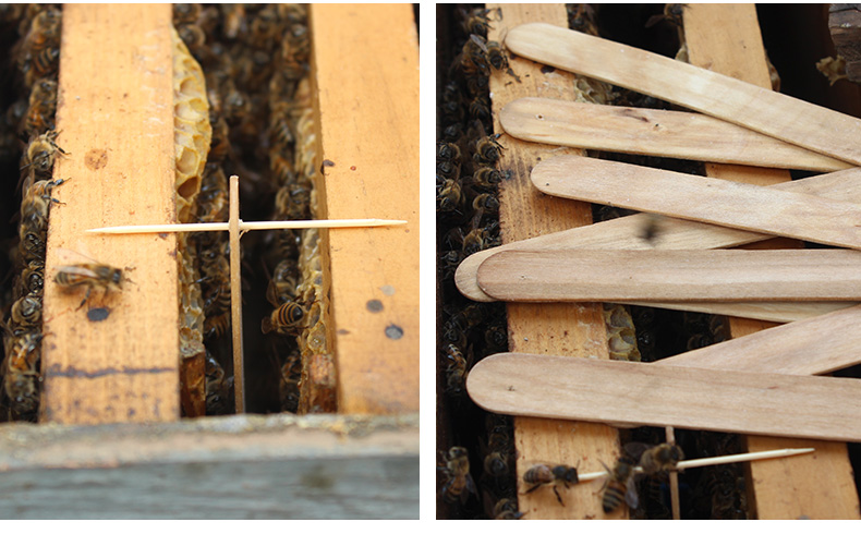 巢虫清木片中蜂蜜蜂治棉虫槽虫潮虫巢虫10片装养蜂 6片装【】【图片