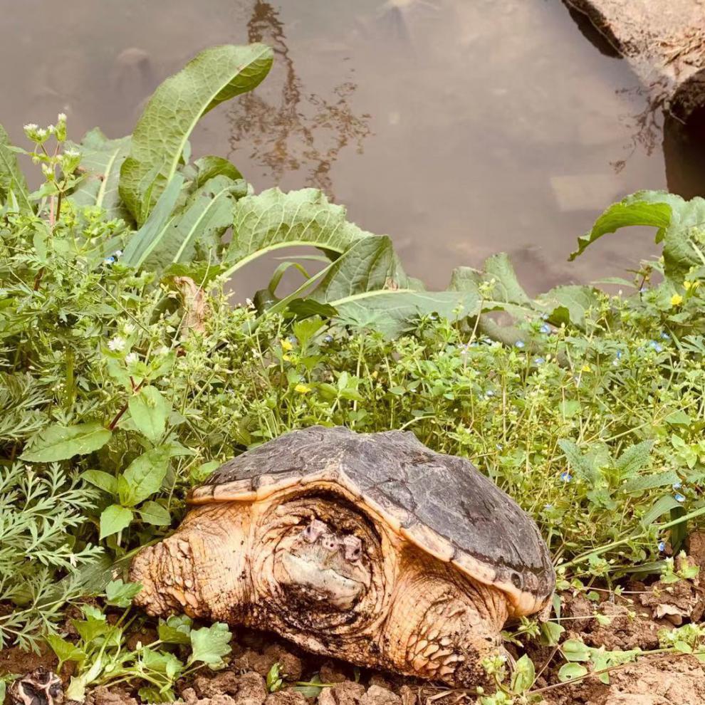 鳄鱼龟北美大小鳄龟鳖苗杂佛水龟外塘-奔新农 2只合计20斤【图片 价格