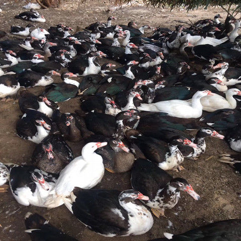 番鸭苗大种正番 西洋鸭旱鸭火鸭 半大鸭脱温番鸭 黑番鸭活苗半斤 黑