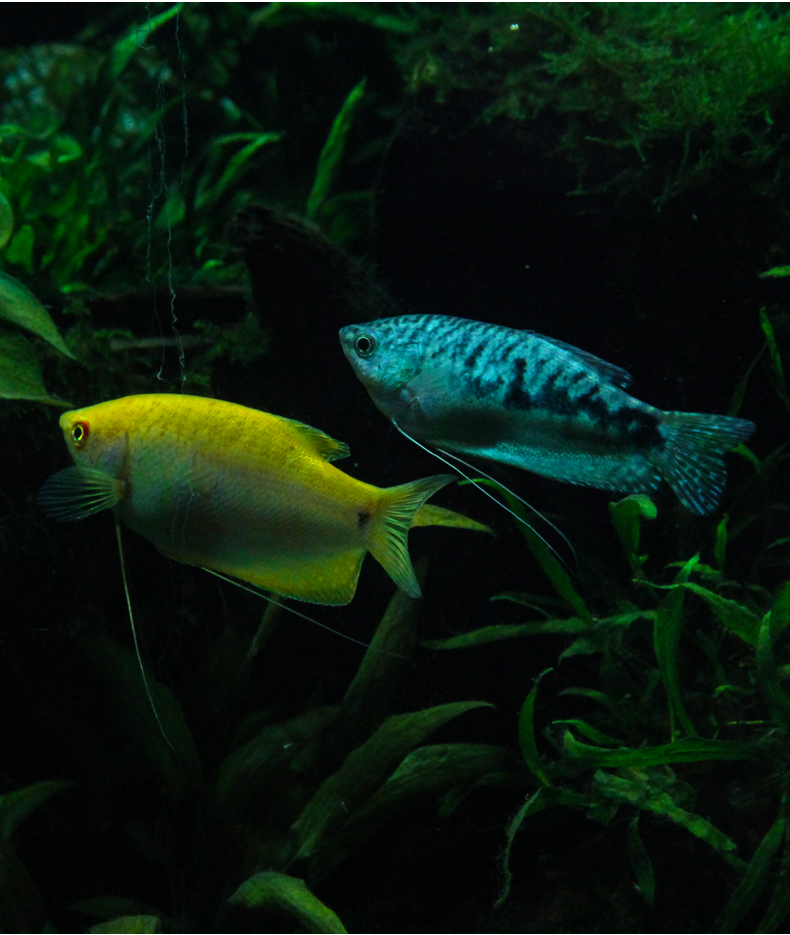 吃蛋虫曼龙鱼活体中小型鱼热带观赏鱼淡水鱼练手鱼