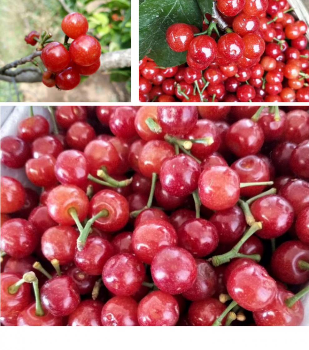 【顺丰空运】四川米易小土樱桃新鲜水果国产恩特儿车厘子 l 24mm以下