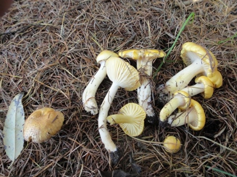 小黄蘑阿尔山小黄油蘑菇蒙野白狼东北大兴安岭特产400g