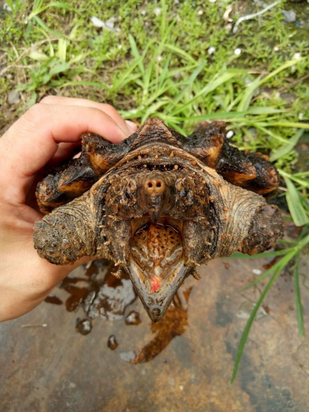 刺鳄鱼龟杂佛龟苗宠物龟小鳄佛罗里达乌龟活体北美鳄龟 6-8cm杂佛鳄龟