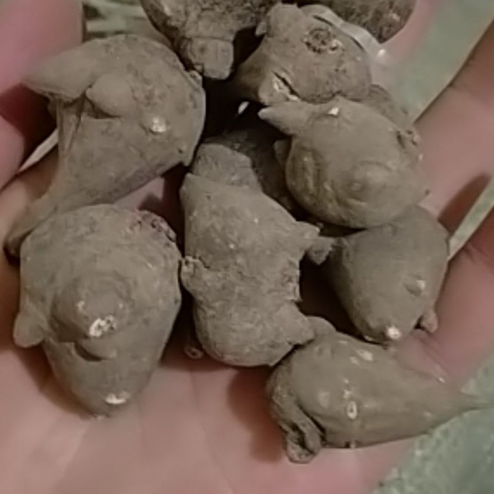 四川江油选乌头苗新发耗子脑壳川干乌头乌药原材料100克 生100克 选草