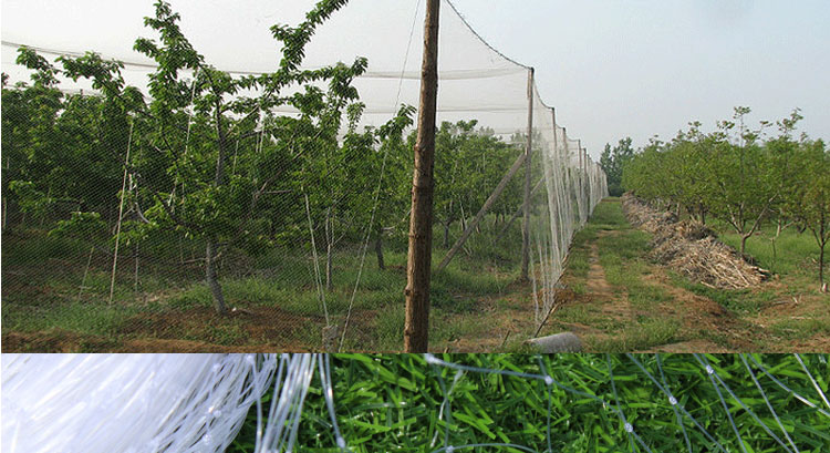 草庄果园葡萄果树防鸟尼龙网拦鸟天网防鸟用的网丝网罩纱网鱼塘d735米