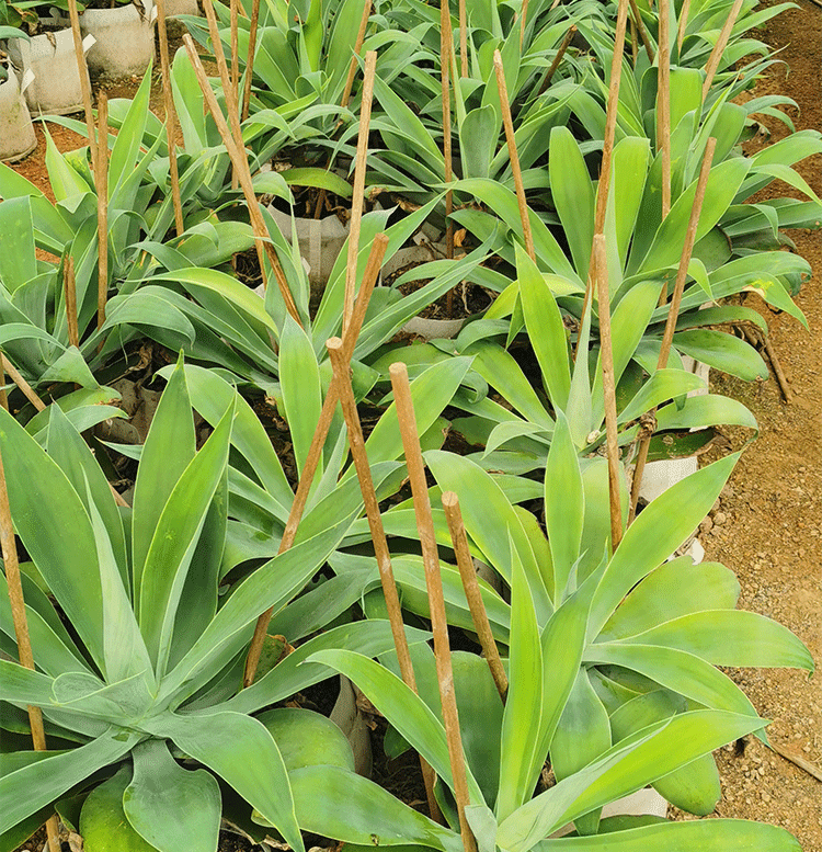 超大狐尾龙舌兰初绿浅中斑多肉植物翡翠盘户外造景庭院盆栽 暗斑40