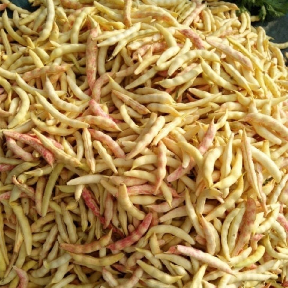 新鲜东北纯弯钩黄豆角,黄金钩,鼓豆豆角 现摘现发 坏果包赔 三斤装弯