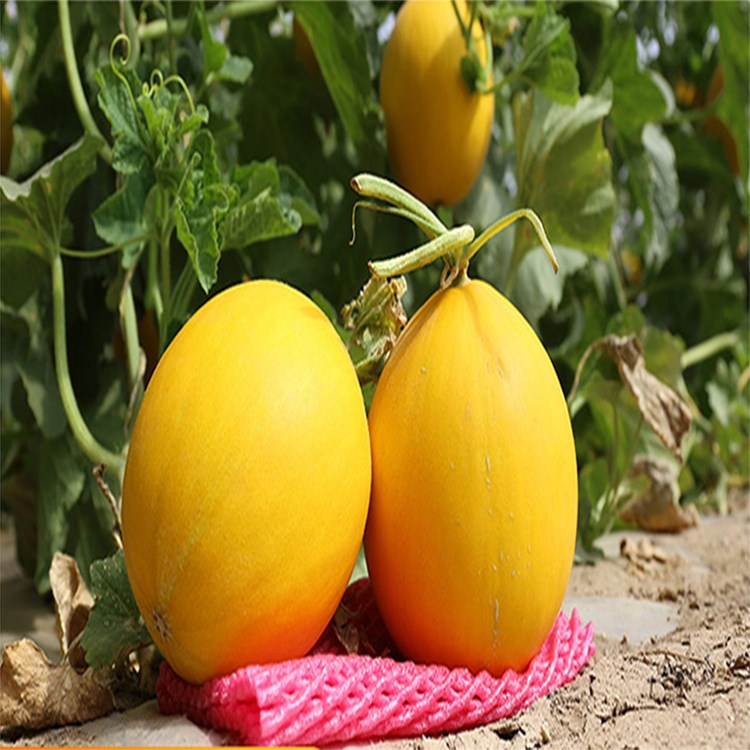 甘肃民勤金红宝蜜瓜脆甜香瓜黄河蜜瓜甜瓜新鲜精品瓜果带箱10斤 2500g