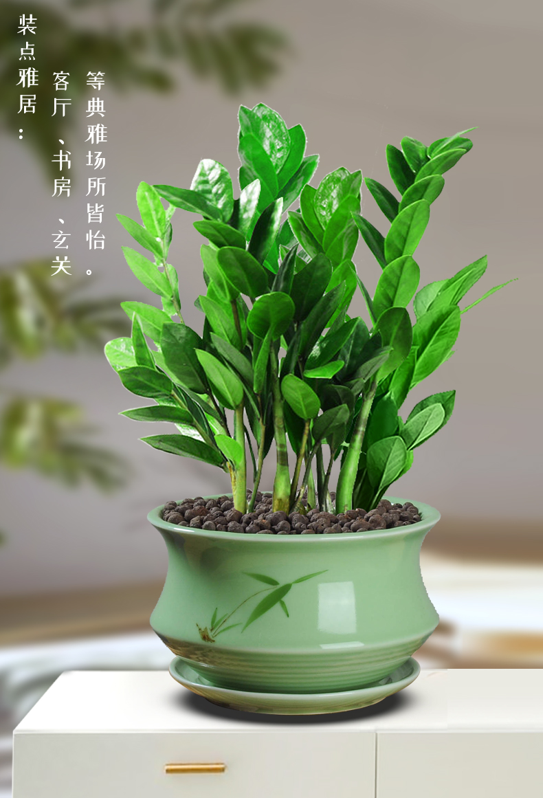 金钱树盆栽植物室内四季常青花卉客厅钱串子树办公室大型绿植虎雀aa大