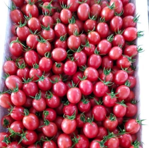 珍珠千禧小番茄5斤珍珠千禧圣女果一箱千喜千玺圣女果鲜珍珠千禧小