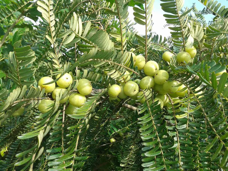 现货现摘潮汕特产新鲜余甘子滇橄榄油甘子牛甘果油柑1500g余甘子油柑