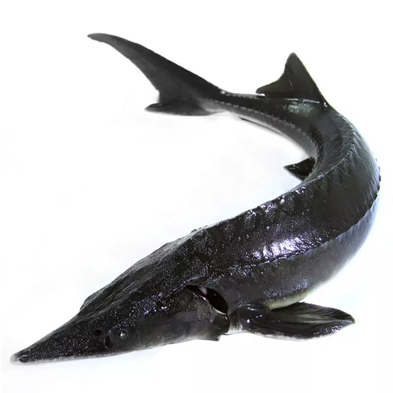 顺丰食用鲟鱼不腥新鲜生鲜软骨鲜活体现杀泉水养殖2斤一条