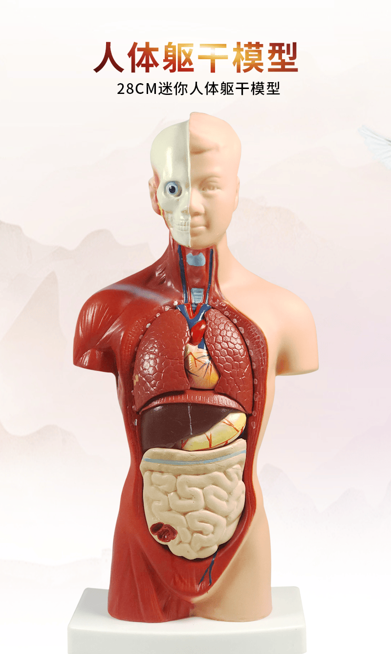 人体仿真教学模型人体解剖心脏大脑人体结构医学器官躯干教学内脏模特
