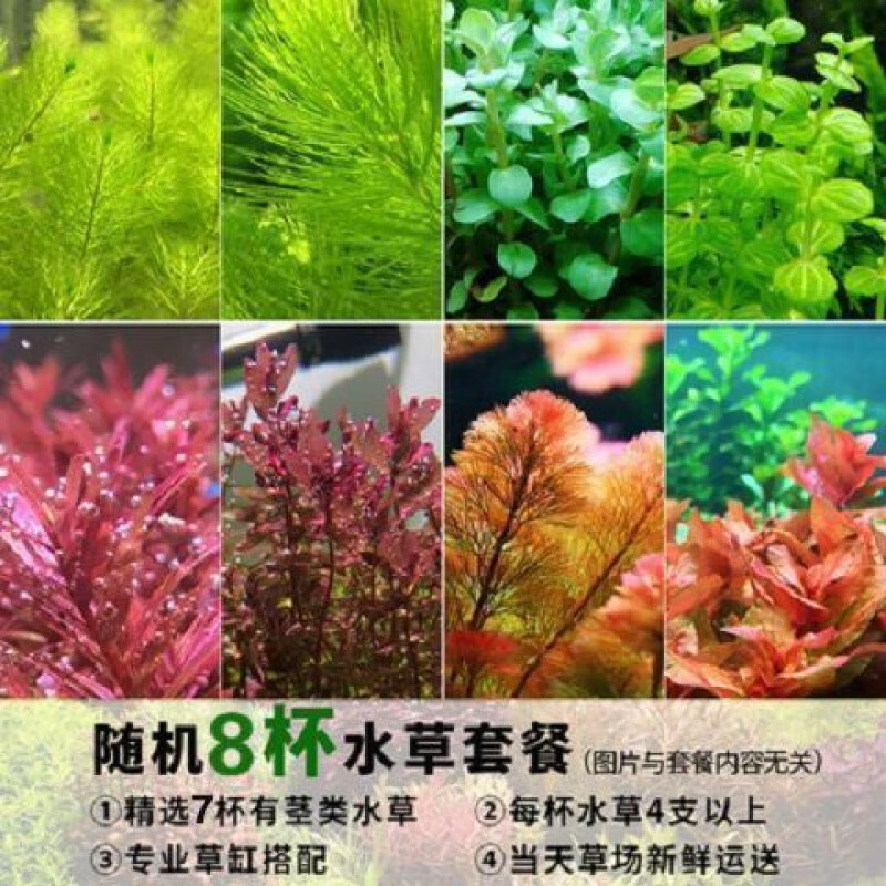 10034522206133商品名称:【京选推荐】水草活 好养耐活真水草植物绿菊