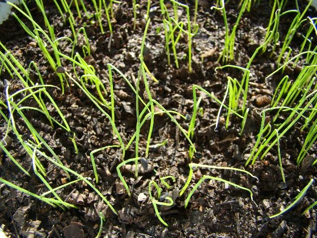 上海四季小香葱种子庭院阳台盆栽小葱蔬菜种子四季播易种蔬果种子 四