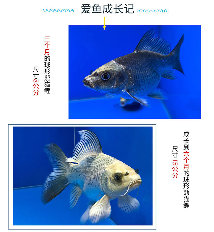 荣郁观赏鱼熊猫鲤球型蝴蝶鲤锦鲤鱼龙凤古黄金龙蝶鲤纯种鱼苗好养精选