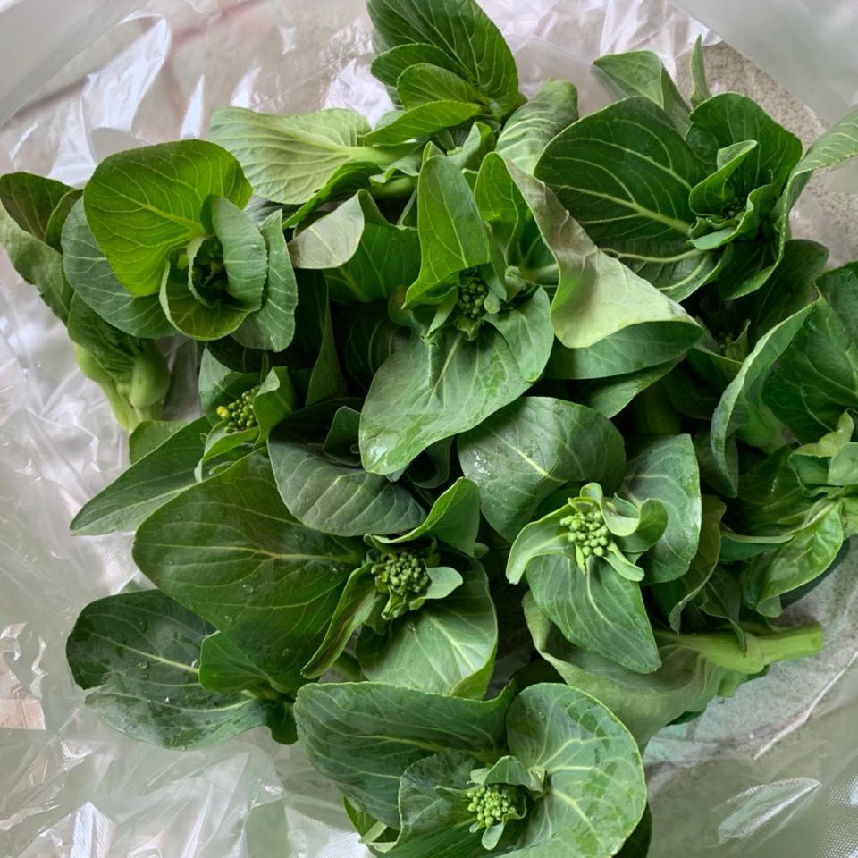 新鲜霜冻青菜苔 菜心白菜苔 甜糯嫩菜心 菜心绿色新