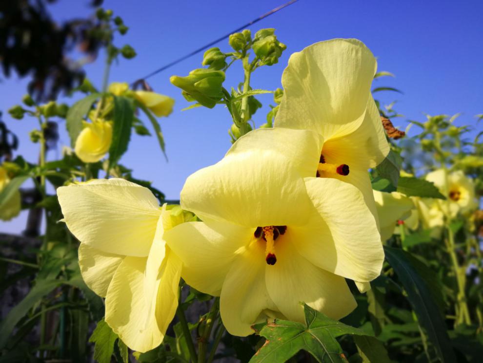 金花葵种子菜芙蓉无限开花观赏观光农业花卉产业野芙蓉黄蜀葵种籽杭情