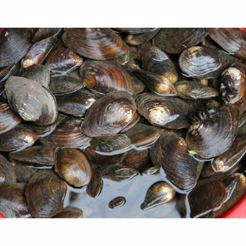 河蚌水库河贝活河蚌食用河蚌带壳河蚌淡水可养3斤6斤3斤