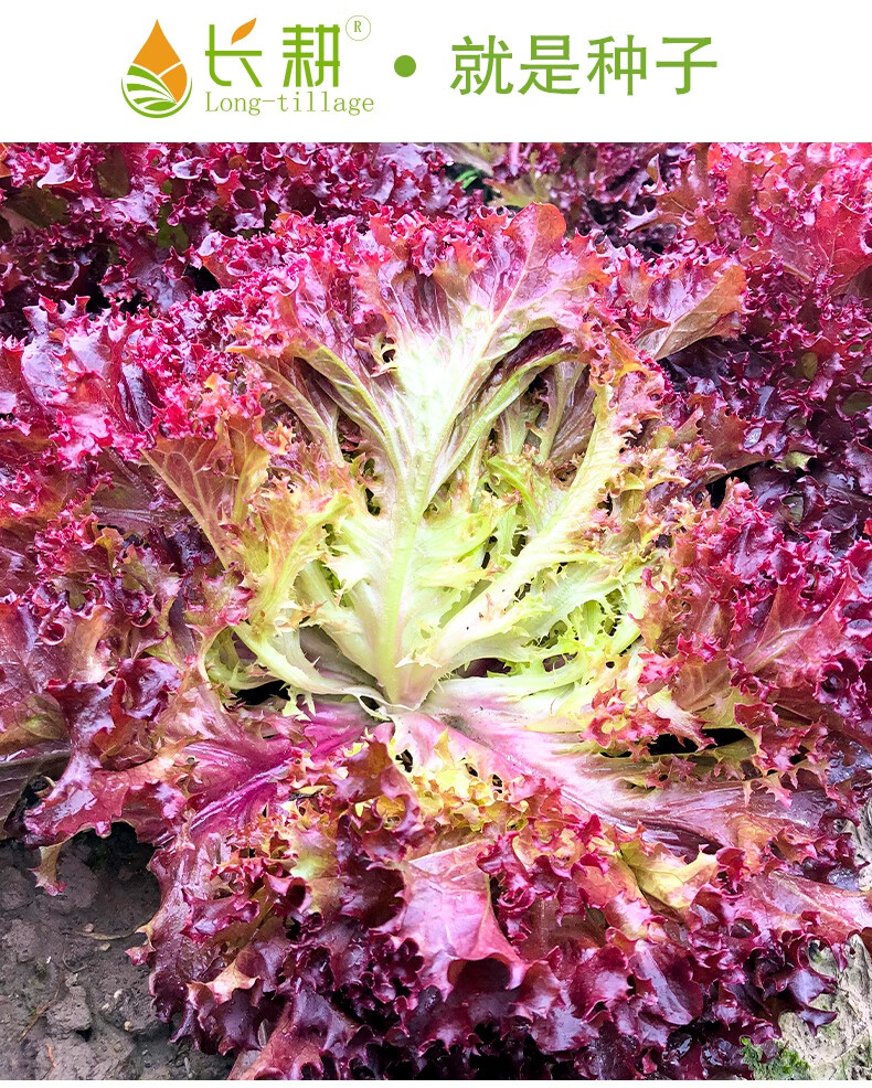 长耕紫叶生菜种子大全水培四季生菜种籽孑农家春夏秋冬季菜籽种南方长