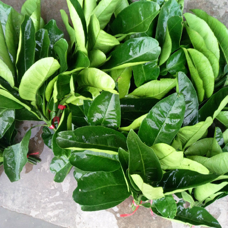 新鲜柚子叶柚叶沐浴老树新叶乔迁清新 2把柚子叶