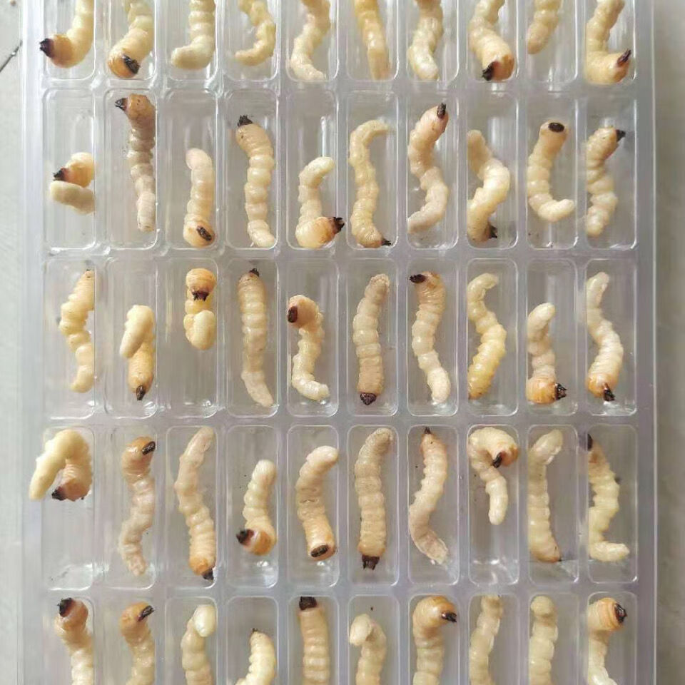 贵州黔南活体鸟用柴虫木虫画眉鸟四喜鸟上膘上性虫膘肥体壮虫 中号 50