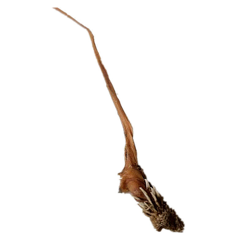 凯史甘斯 中药材蛇鞭干 刺蛇鞭 蛇鞭 泡酒料 5条装 10条装 2条装