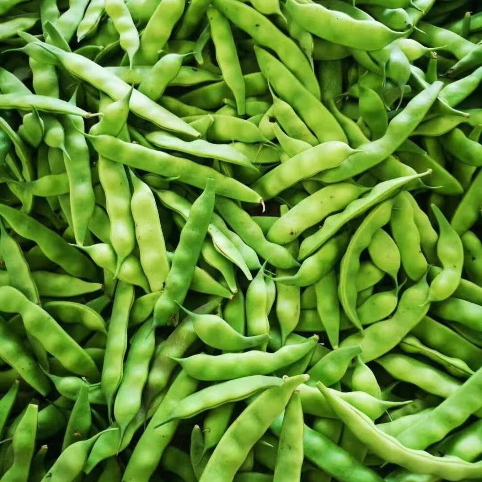 4斤5斤东北油豆角新鲜蔬菜九月青豆角农家自种豆角 五斤豆角【图片