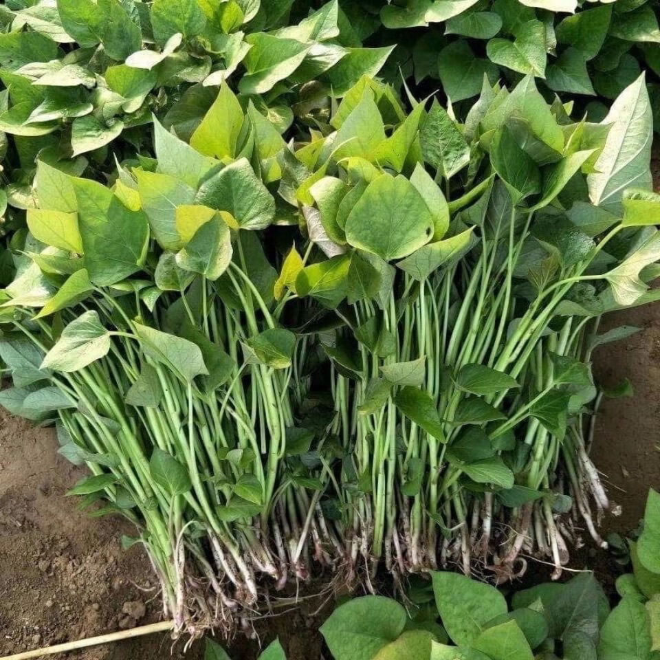 山东红薯秧苗烟薯25西瓜红蜜薯苗紫薯淀粉薯玛莎莉板栗薯现拔现发 -量