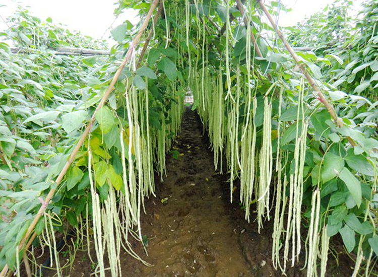 冠天下长白龙豇豆种子高产抗病强白玉豇春秋四季长豆角种籽蔬菜孑长