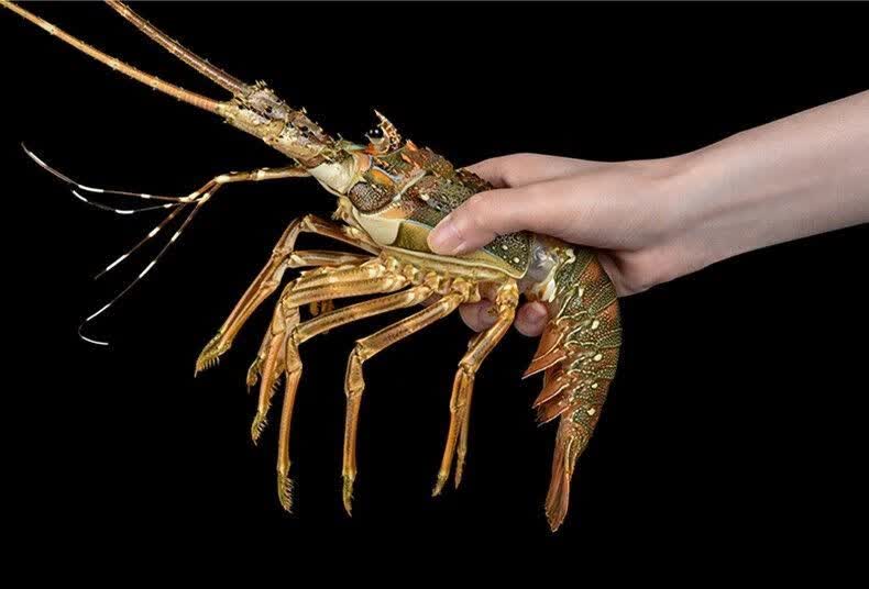 斓维品龙虾鲜活大龙虾小青龙虾波士顿花龙虾鲜活冷冻湛江海鲜水产广东