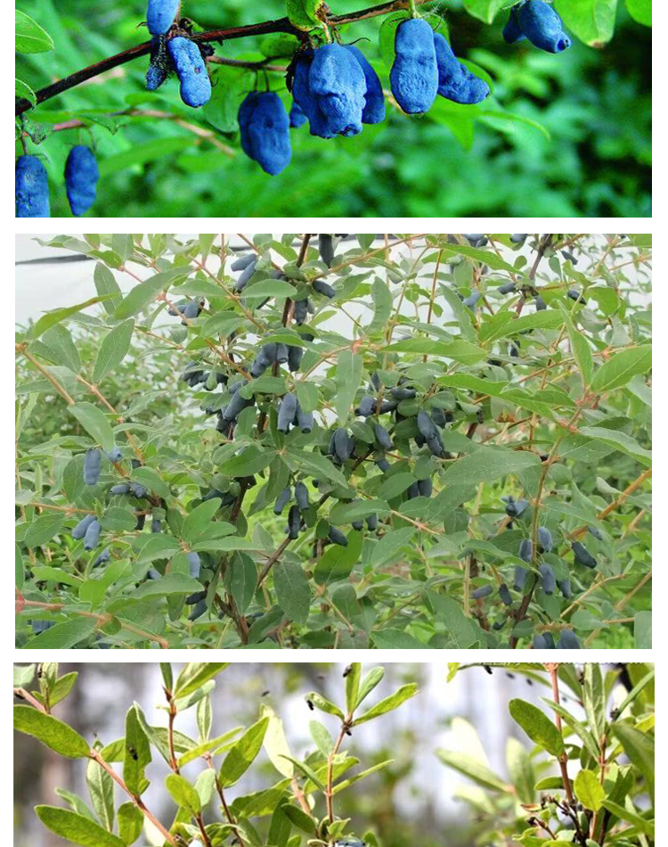 战长沙蓝靛果树苗山茄子苗黑瞎子果树南方北方种植盆栽地栽庭院四季