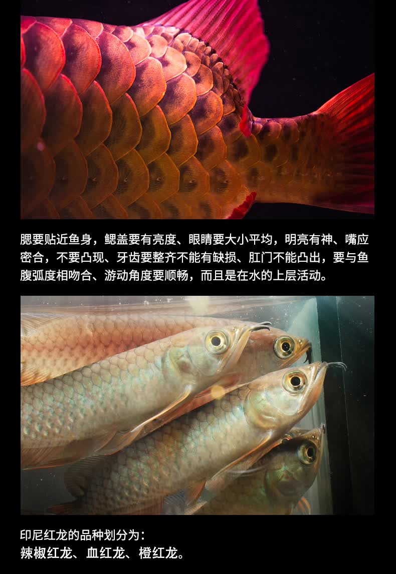 荣郁印尼红龙鱼金龙鱼黄化银龙活鱼龙鱼小鱼苗活体幼苗观赏练手大型