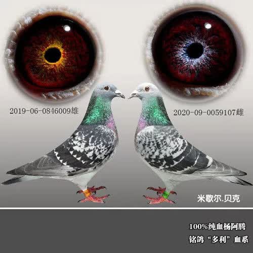 不二臣信鸽种鸽鸽子活体赛鸽成绩鸽血统鸽公棚鸽天落鸟宠物麒麟花精品
