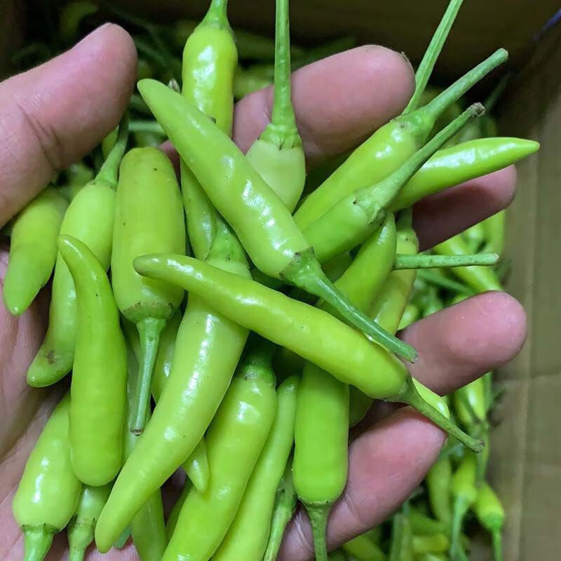 玢菓萱 新鲜上市新鲜白米椒泡椒 野山椒 白辣椒 广西白椒尖椒现摘辣椒
