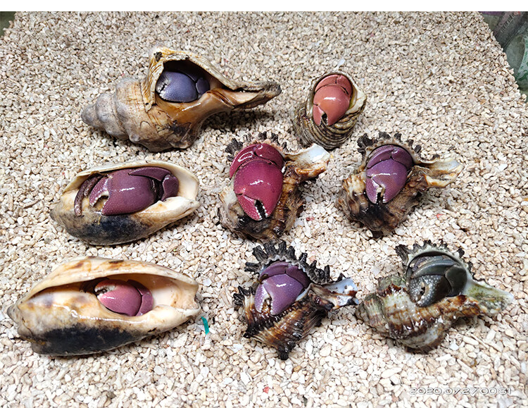 陆生短腕灰白寄居蟹小豆丁宠物迷你寄居可爱小萌宠观赏蟹活体包活小中