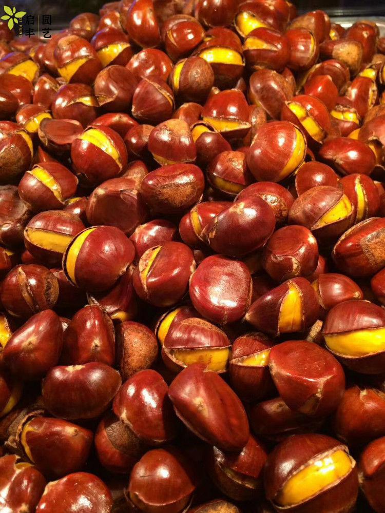 泥之昕aseblarm炒板栗沙糖炒板栗黑沙黑石子炒货机砂天然炒货砂石英砂