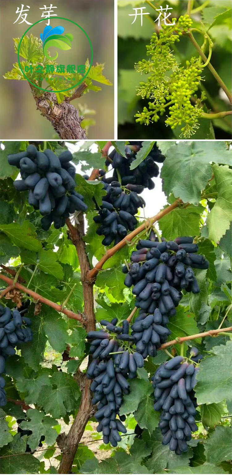 夏黑葡萄1棵【5年苗】【粗2-3公分】 15cm(含)-30cm(不含)