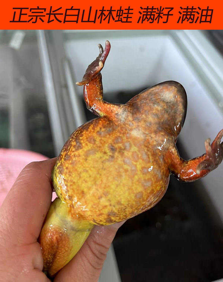 【顺丰快速】新鲜东北蛤蟆长白山特产雪蛤鲜活活林蛙新出河母豹活体 2