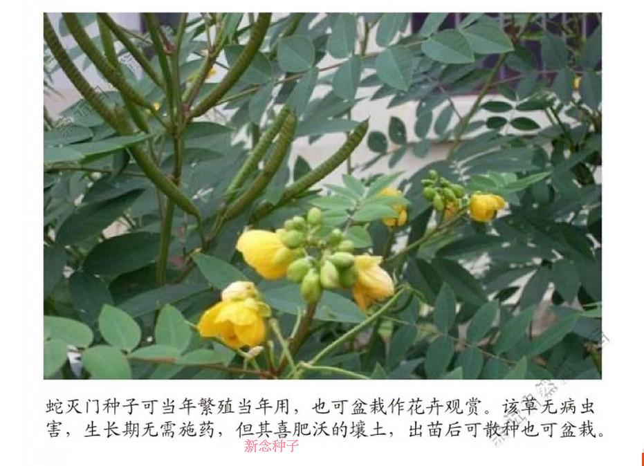 蛇灭门种子驱蛇奇花驱虫驱蚊草灭蛇草望江南蛇灭门凤凰草杭情100粒