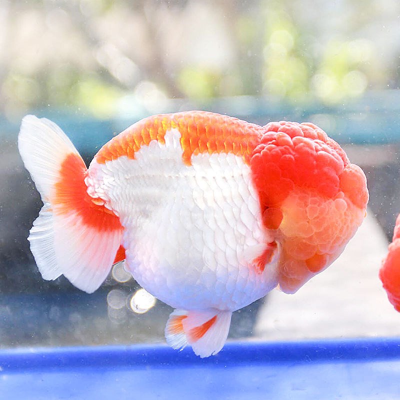 kjhgf新手养鱼淡水蓝瘦金鱼兰寿金鱼精品赛级富贵鱼观赏鱼蓝兽金鱼