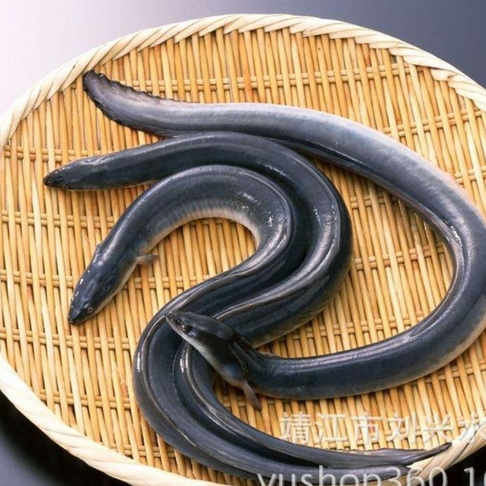淡水河鳗鱼黑鳗白鳗鱼鲜活现捕鳗鱼整条鲜活生鲜鳗鱼 禧客鲜 2条共2斤