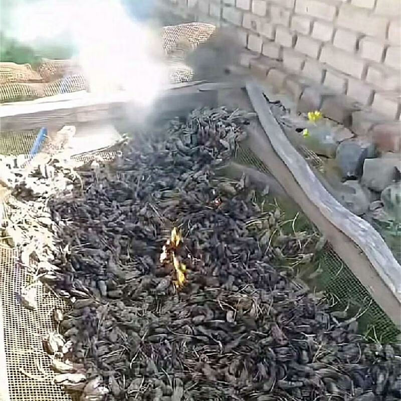 松虎蛹新鲜速冻松毛虫蛹蚕蛹昆虫美食松树虫蛹子松蛹1斤