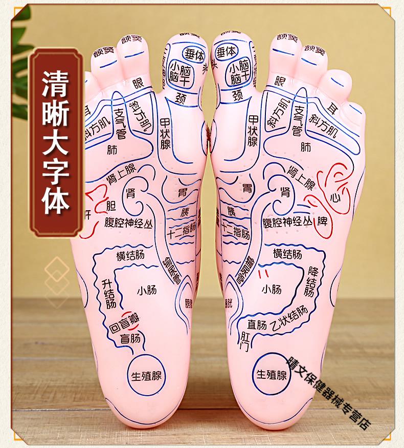 足部按摩模型人体穴位图脚丫足底反射区脚底经络足疗工具家用器材小号