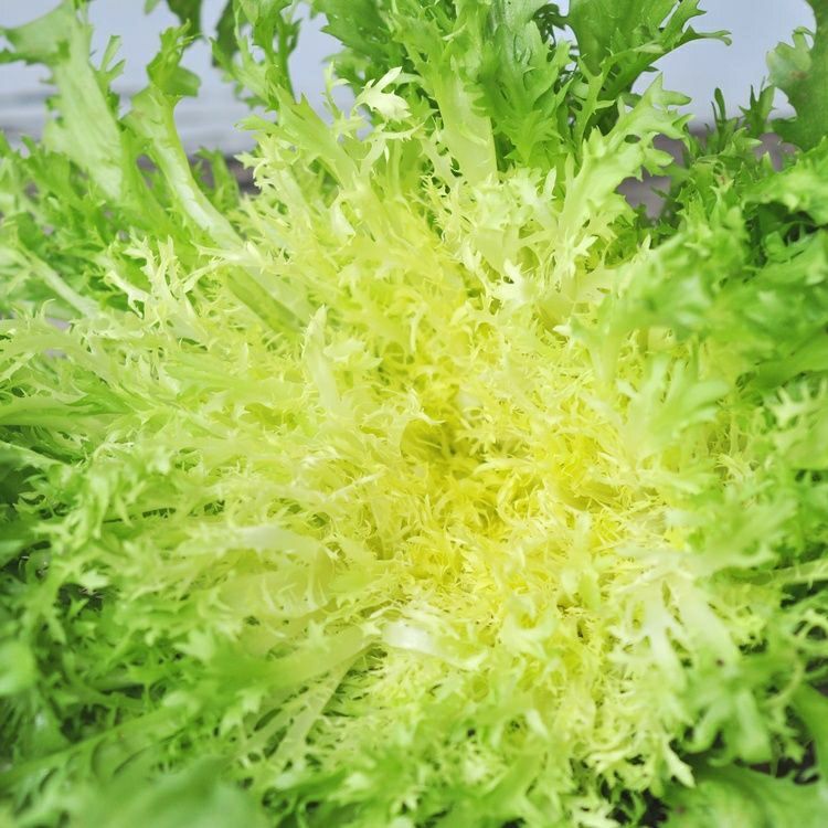 苦菊新鲜蔬菜生吃苦叶生菜新鲜沙拉菜细叶黄心苦苣菜生吃青菜批发 四